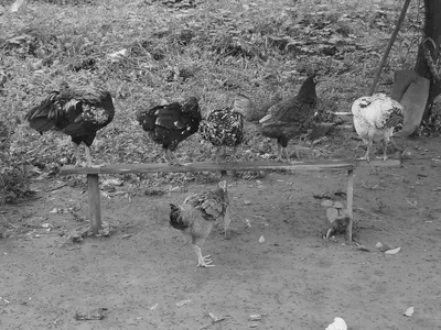 Chicken in the Amazon