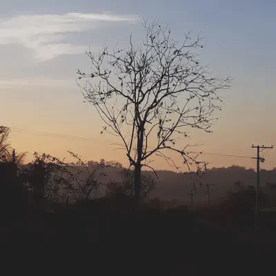 Brazilian Tree